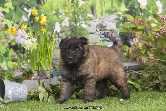 : Belgian Shepherd puppy outdoors in the garden : Belgian Shepherd puppy outdoors in the garden