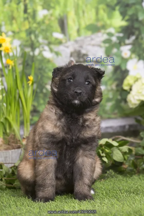 : Belgian Shepherd puppy outdoors in the garden : Belgian Shepherd puppy outdoors in the garden
