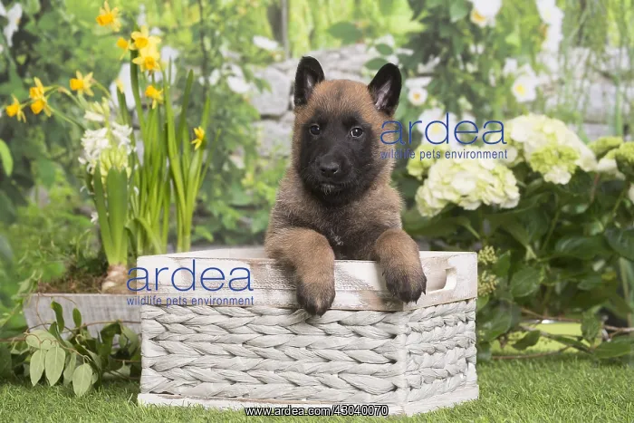 : Belgian Shepherd puppy outdoors in the garden : Belgian Shepherd puppy outdoors in the garden