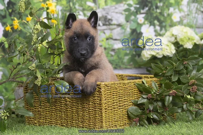  : Belgian Shepherd puppy outdoors in the garden