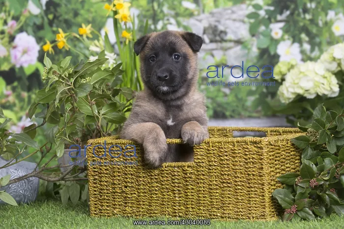 : Belgian Shepherd puppy outdoors in the garden : Belgian Shepherd puppy outdoors in the garden