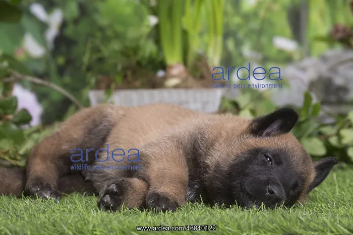 : Belgian Shepherd puppy outdoors in the garden : Belgian Shepherd puppy outdoors in the garden