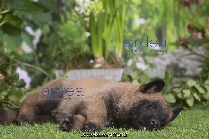 : Belgian Shepherd puppy outdoors in the garden : Belgian Shepherd puppy outdoors in the garden