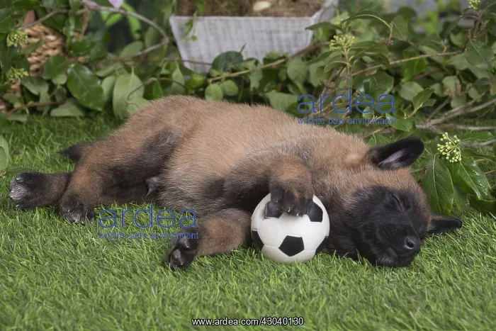 : Belgian Shepherd puppy outdoors in the garden