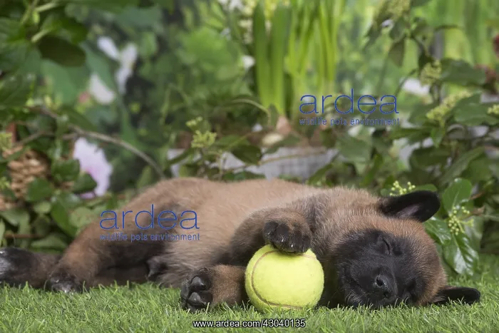  : Belgian Shepherd puppy outdoors in the garden