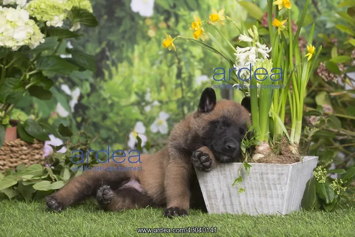 : Belgian Shepherd puppy outdoors in the garden : Belgian Shepherd puppy outdoors in the garden
