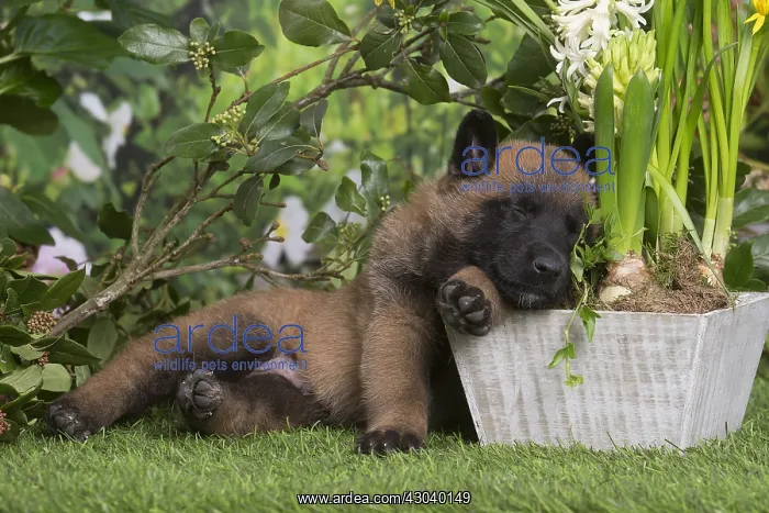 : Belgian Shepherd puppy outdoors in the garden : Belgian Shepherd puppy outdoors in the garden