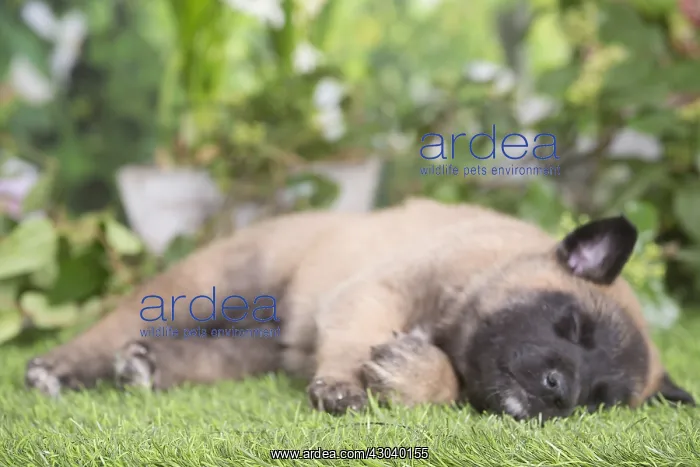 : Belgian Shepherd puppy outdoors in the garden : Belgian Shepherd puppy outdoors in the garden