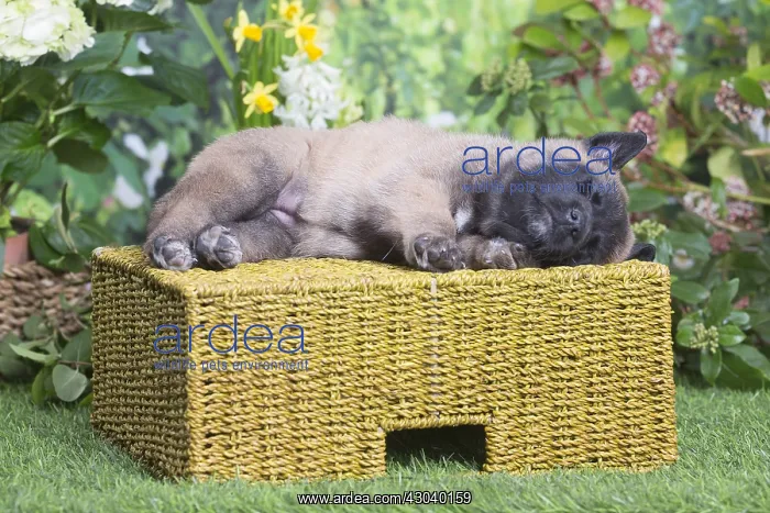  : Belgian Shepherd puppy outdoors in the garden