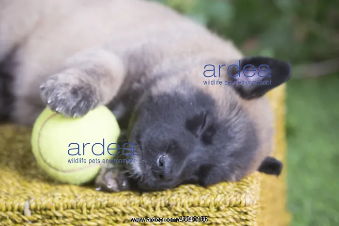 : Belgian Shepherd puppy outdoors in the garden : Belgian Shepherd puppy outdoors in the garden