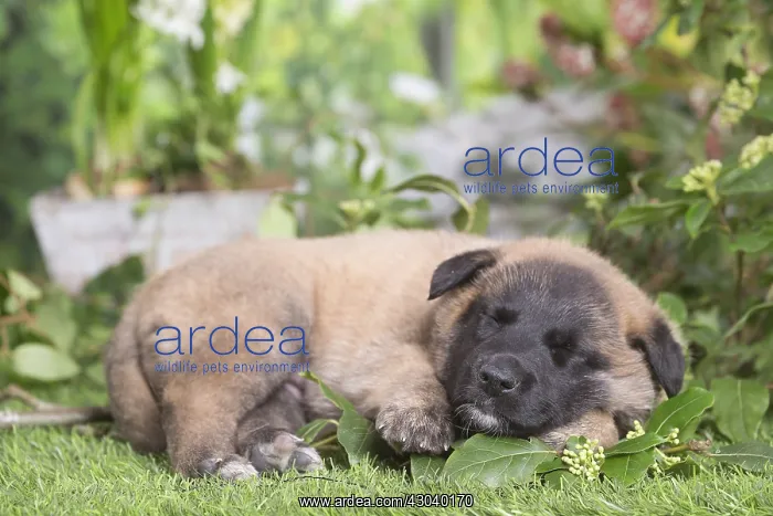 : Belgian Shepherd puppy outdoors in the garden : Belgian Shepherd puppy outdoors in the garden