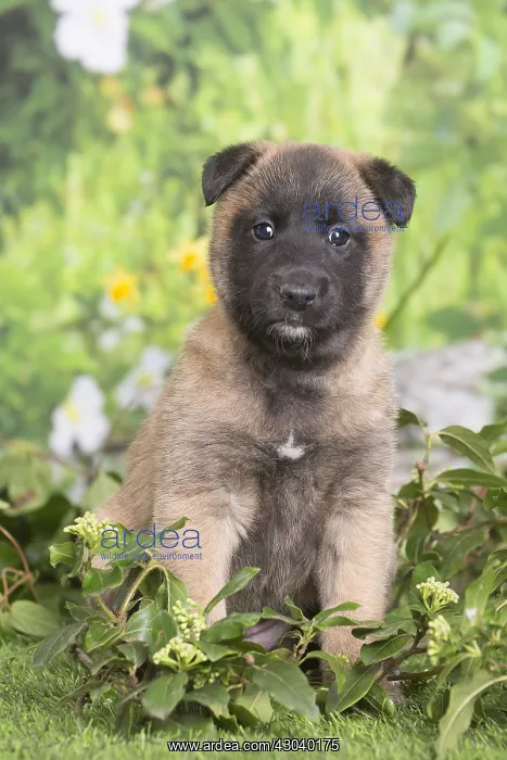 : Belgian Shepherd puppy outdoors in the garden : Belgian Shepherd puppy outdoors in the garden