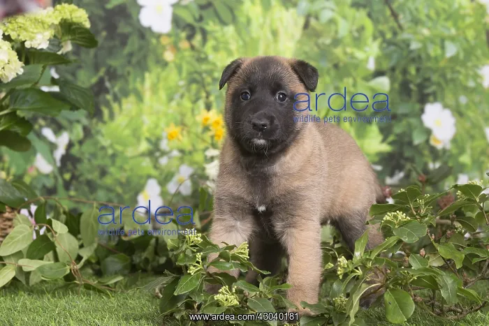 : Belgian Shepherd puppy outdoors in the garden : Belgian Shepherd puppy outdoors in the garden