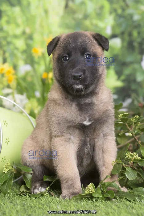 : Belgian Shepherd puppy outdoors in the garden : Belgian Shepherd puppy outdoors in the garden