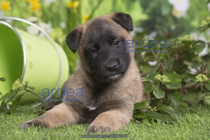 : Belgian Shepherd puppy outdoors in the garden : Belgian Shepherd puppy outdoors in the garden