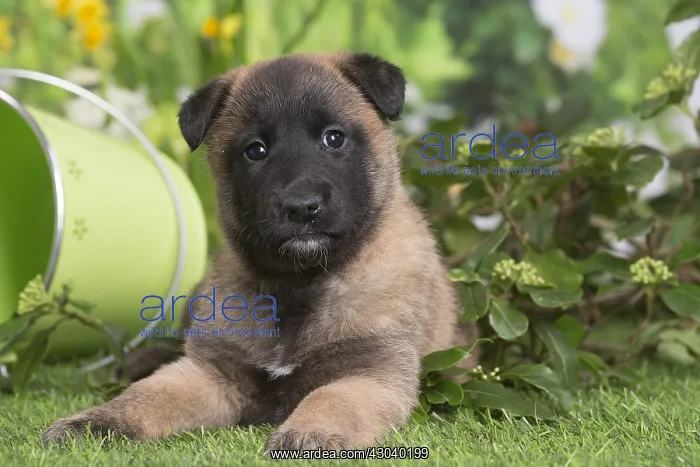 : Belgian Shepherd puppy outdoors in the garden : Belgian Shepherd puppy outdoors in the garden
