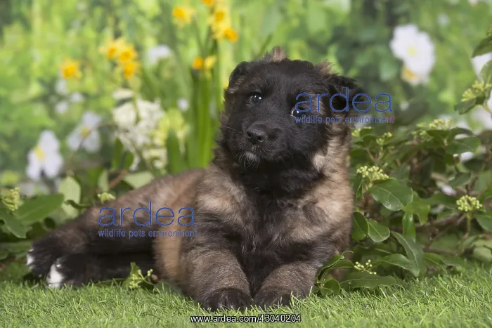 : Belgian Shepherd puppy outdoors in the garden : Belgian Shepherd puppy outdoors in the garden