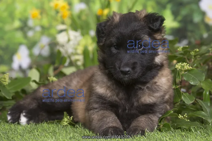 : Belgian Shepherd puppy outdoors in the garden : Belgian Shepherd puppy outdoors in the garden