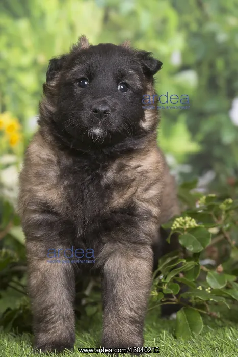 : Belgian Shepherd puppy outdoors in the garden : Belgian Shepherd puppy outdoors in the garden