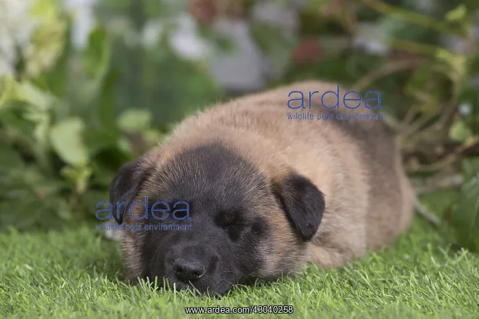 : Belgian Shepherd puppy outdoors in the garden : Belgian Shepherd puppy outdoors in the garden