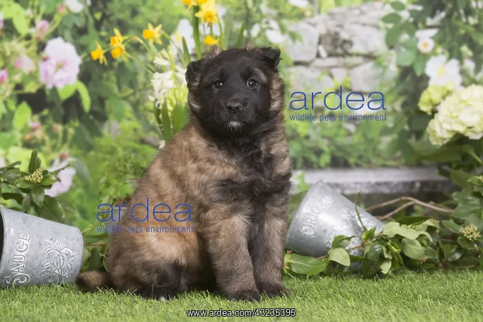  : Belgian Shepherd puppy outdoors in the garden