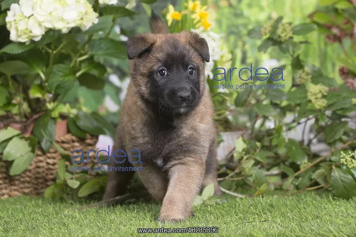: Belgian Shepherd puppy outdoors in the garden : Belgian Shepherd puppy outdoors in the garden