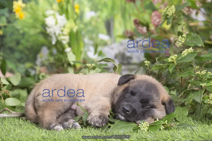 : Belgian Shepherd puppy outdoors in the garden : Belgian Shepherd puppy outdoors in the garden