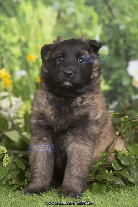 : Belgian Shepherd puppy outdoors in the garden