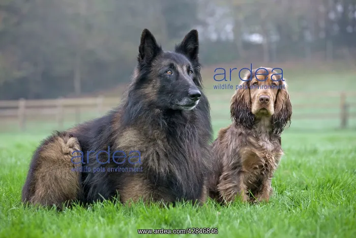 : Belgian Shepherd Tervueren with English Cocker Spaniel : Belgian Shepherd Tervueren with English Cocker Spaniel