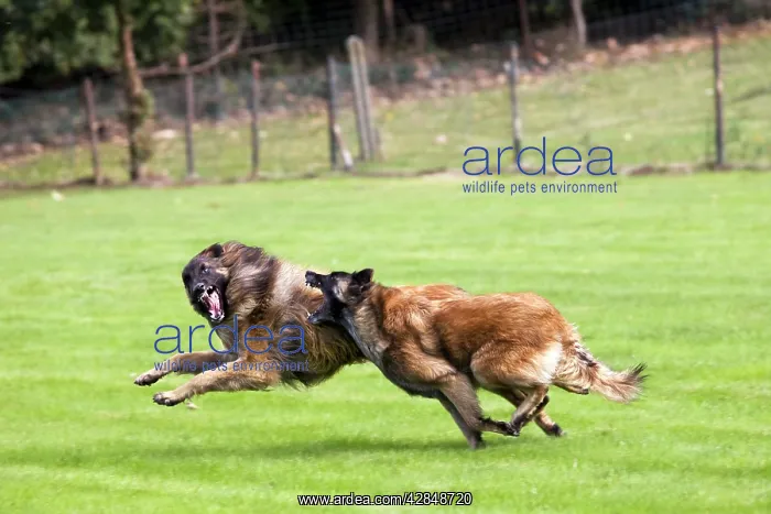  : Belgian Tervuren dog