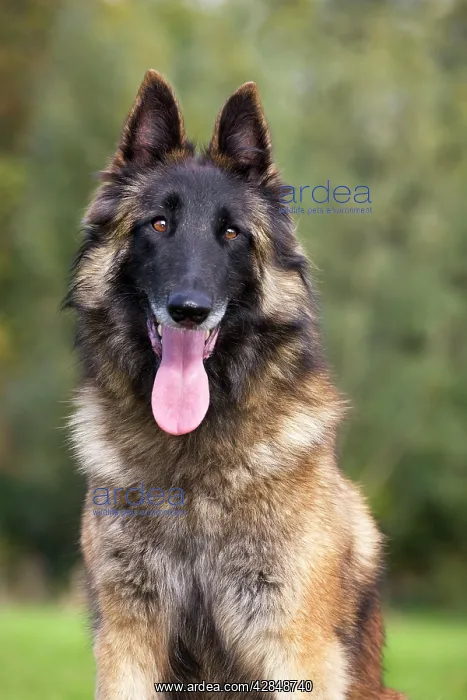  : Belgian Tervuren dog