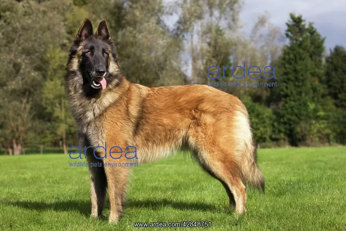  : Belgian Tervuren dog