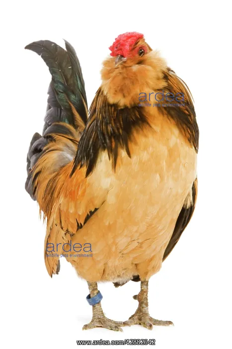 : Belgium Bantam - Barbu d'Anvers - in studio : Belgium Bantam - Barbu d'Anvers - in studio