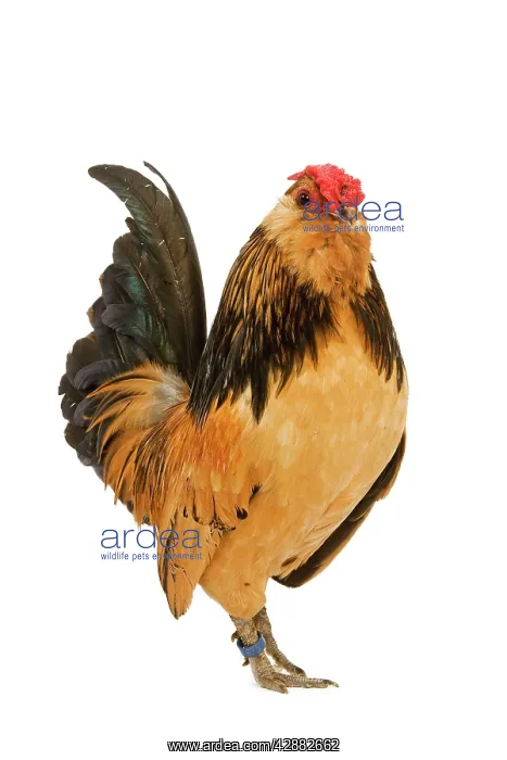 : Belgium Bantam - Barbu d'Anvers - in studio : Belgium Bantam - Barbu d'Anvers - in studio