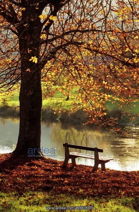 : Belgium - Bench in park in autumn by beech tree and lake : Belgium - Bench in park in autumn by beech tree and lake