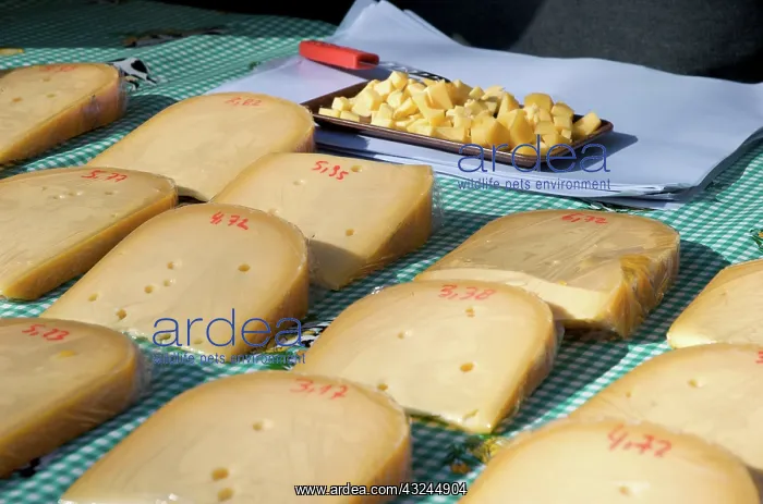 : Belgium, Flanders, Antwerp Province, Antwerp : Belgium, Flanders, Antwerp Province, Antwerp