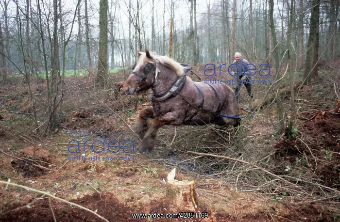 : Belgium Heavy Draught Horse / Brabant - working in Woodland : Belgium Heavy Draught Horse / Brabant - working in Woodland