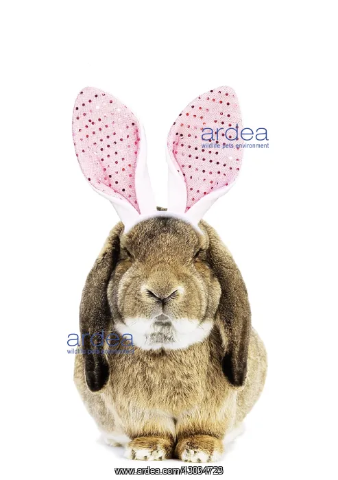  : Belier Francais Rabbit wearing bunny ears