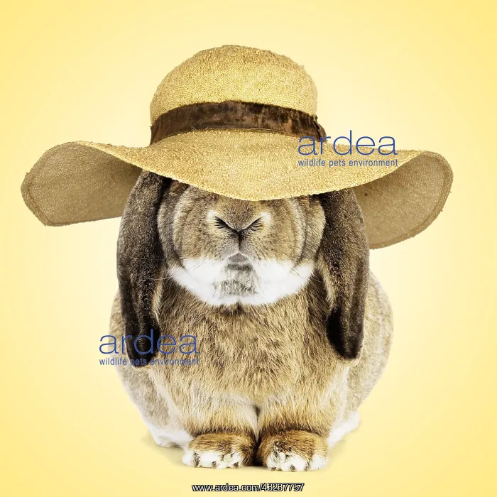 : Belier Francais Rabbit wearing Easter bonnet / sun hat : Belier Francais Rabbit wearing Easter bonnet / sun hat