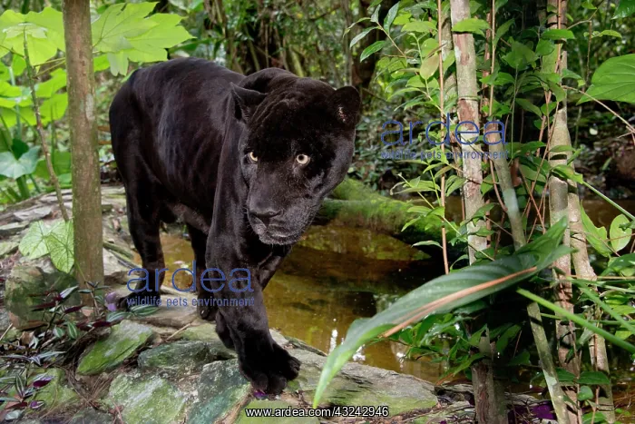 : Belize, Belize City, Belize City Zoo. Black : Belize, Belize City, Belize City Zoo. Black