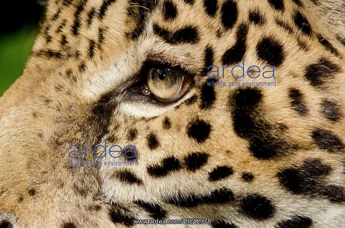 : Belize, Belize City, Belize City Zoo. Captive : Belize, Belize City, Belize City Zoo. Captive