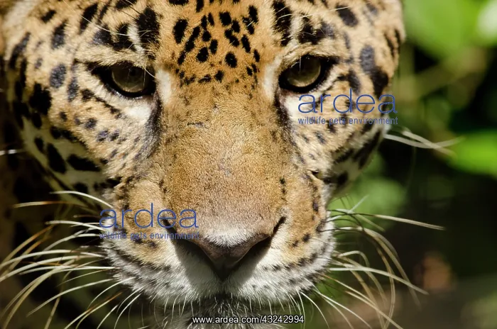: Belize, Belize City, Belize City Zoo. Captive : Belize, Belize City, Belize City Zoo. Captive