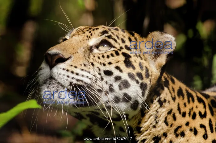 : Belize, Belize City, Belize City Zoo. Captive : Belize, Belize City, Belize City Zoo. Captive