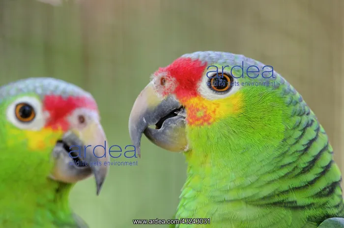 : Belize, Belize City, Belize City Zoo. Head : Belize, Belize City, Belize City Zoo. Head