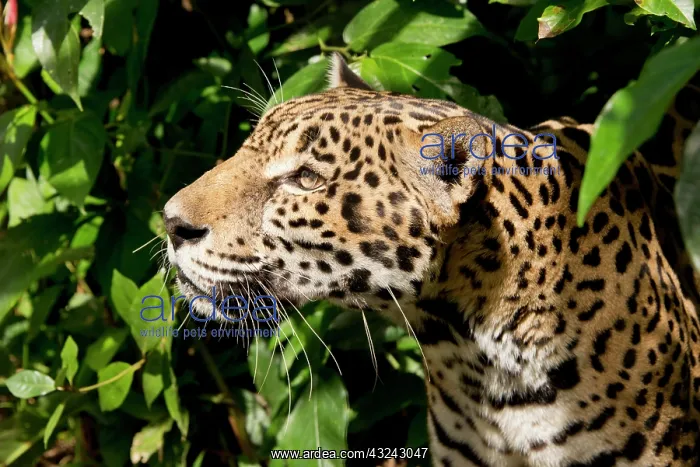  : Belize, Belize City, Belize City Zoo. Jaguar