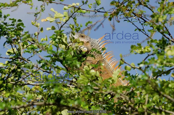 : Belize, Belize, Crooked Tree Wildlife Sanctuary : Belize, Belize, Crooked Tree Wildlife Sanctuary