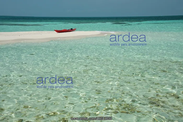 : Belize, Belize. Goff's Caye, popular Barrier : Belize, Belize. Goff's Caye, popular Barrier