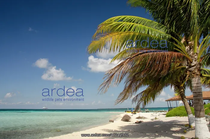 : Belize, Caribbean Sea, Goff Caye. A small : Belize, Caribbean Sea, Goff Caye. A small