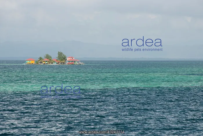 : Belize, Caribbean Sea. Remote island of : Belize, Caribbean Sea. Remote island of