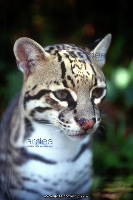 : Belize, Cockscomb Jaquar Preserve, Ocelot : Belize, Cockscomb Jaquar Preserve, Ocelot